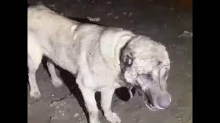 Wolf attack kangal dog fights back with furius revenge