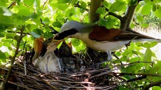 A day in the life of a Red-backed shrike | Film Studio Aves