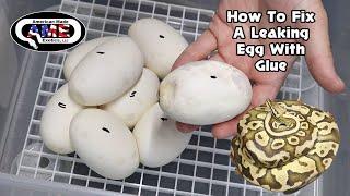 How To Stop An Egg From Leaking With Non Toxic Glue AMEv5