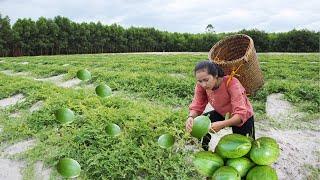 Harvesting Young Melons & Selling at the Market | Linh Đan's Farm Life