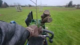 Planting Sweet Chestnut  @ Ashburton Playing Fields 3601 ?