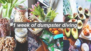 10 Hacks To Avoid Food Waste // zero waste living & dumpster diving