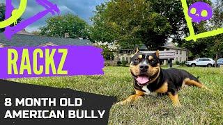 8mo Old American Bully (Rackz) | Best Philadelphia Dog Trainers | Off Leash K9 Training Philadelphia