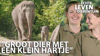 De olifant is het favoriete dier van Jedida en Marleen | HET ECHTE LEVEN IN DE DIERENTUIN van #6