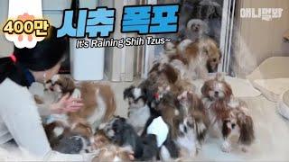 시츄가 많으면 할 수 있는 것 1 ㅣThe Shih Tzus' Tide Is Flowing (What You Can Do With Lots Of Shih Tzus EP1)