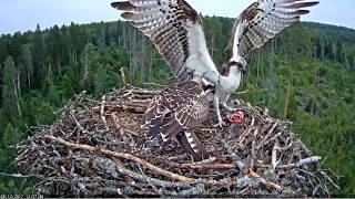 Ten fish deliveries to the nest of the osprey