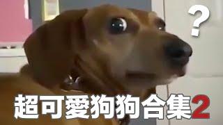 【狗狗合輯】超好笑超可愛的小狗視頻合集2，心都融化了！ | Funny Animal Memes