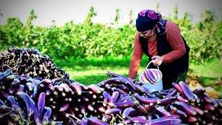 Keeping Eggplant as Fresh for 2 Years! - Harvesting Fresh Eggplant