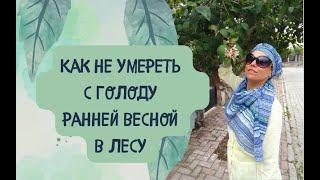 Как не умереть с голоду в лесу весной