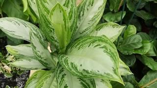 Aglaonema Silver Queen 60cm Height | Live from the Nursery Series