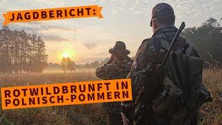 Bei der Rotwildbrunft in Polnisch-Pommern – Ein Jagd- und Ausrüstungsbericht