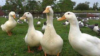 Feeding the Ducks & Seagulls at the Park