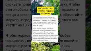 Как вырастить морковь #дача #сад #огород #советы #морковь #выращивание