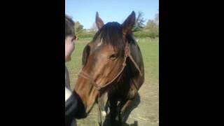 Horse licking me