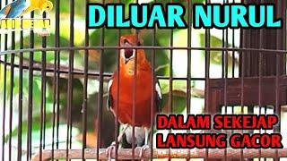 DI LUAR NURUL, DALAM SEKEJAP LANGSUNG GACOR,,, PANCINGAN ANIS MERAH PASTI GACOR