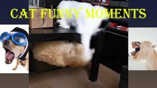 CATS make us LAUGH ALL THE TIME | Funny Videos | Funny Moments Of Cats