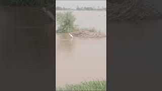 Flod in Satluj|Satluj main Selab ka Naya Pani aa gea|Satluj river|darya Satluj|Flod |Satluj|