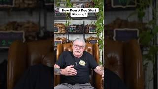 How Does A Dog Start Bloating? #puppy #dogs #shorts Learn More https://linktr.ee/k9koncepts #dog