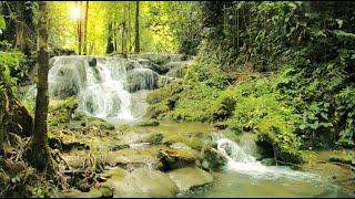 Song of birds and magnificent stream, waterfall, forest, relaxing nature-zen, magnificent landscapes