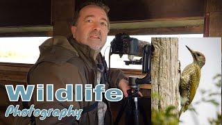 Wildlife Photography UK | Looking for the Green Woodpecker at Summer Leys