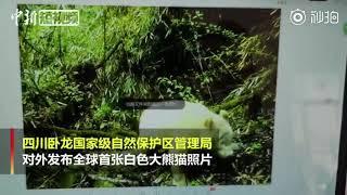 臥龍發現白色大熊貓。