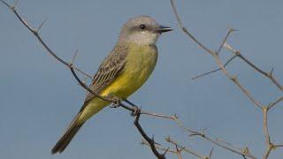 Tropical Kingbird and its Call