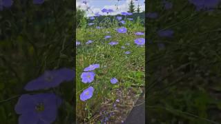 Про жизнь