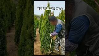  에메랄드그린 H2.0으로 만드는 우아한 조경의 비밀을 아시나요?! 