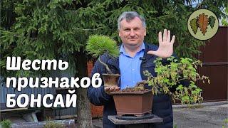 Шесть признаков настоящего бонсай @Studio.Bonsai