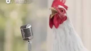 Happy New Year 2019 Songs From Chicken, Funny, Whatsapp Status