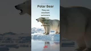 3 Thing about polar bears you never knew  #shorts #animalmustknowfacts #subscribe