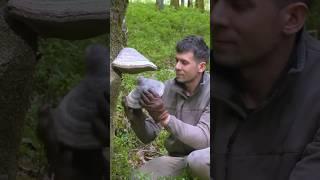 This Fire Fungus Will Save Your Life in a Survival Situation #survival #bushcraft #camping