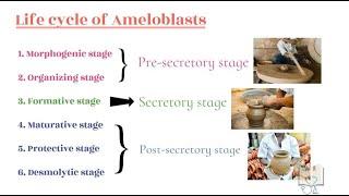 Life cycle of Ameloblast