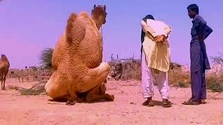 Camel Mating Season | A Time of Love in the Desert, | Romance, | Camel Love