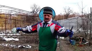 Клубника ранней весной:   вот что нужно сделать   в первую очередь!