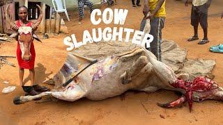 How to slaughter a cow #africa #nigeria #cow #butcher #trending