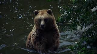 Bear Lito Flim By Robert Lischka // Travel Discover. 03.12.2020.