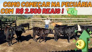 COMO COMEÇAR NA PECUÁRIA COM  R$ 2.500 REAIS  / + DICAS