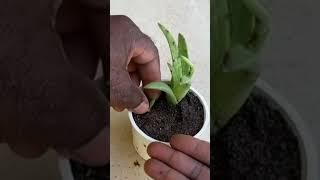 Propagate Aloe Vera Pups #shorts #aloevera