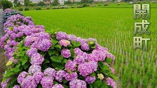 Blooming Hydrangea in the rice fields.#開成町 #4K #開成あじさいの里