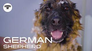 BATHING and DESHEDDING this Great German Shepherd Dog (Grooming)