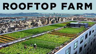 How this Rooftop Grew 20,000 lbs of Food