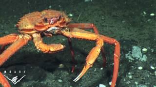 Caught in the act: a crab eating frozen gas