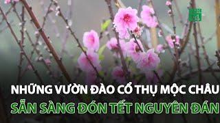 Những vườn đào cổ thụ Mộc Châu sẵn sàng đón Tết Nguyên đán | VTC14