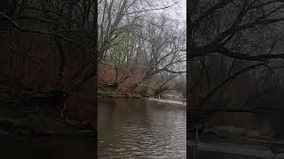 WTF! Deer Encounter while Fly Fishing