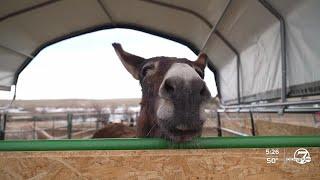 Elizabeth horse rescue in dire need of hay after November snowstorm