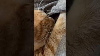 Ginger cutie kneading ️ #catlover #catshorts #gingercat #adorable #sosweet #makingbiscuits #cute