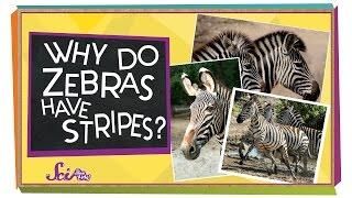 Why Do Zebras Have Stripes? | Animal Science for Kids