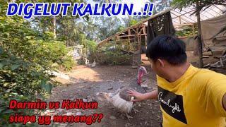 DIGELUT KALKUN..!! Darmin vs Kalkun siapa yang menang??