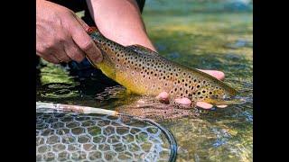 George Daniel Discusses Dry Dropper Tactics in Central PA